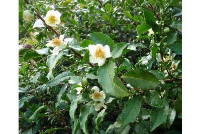 Propiedades y Beneficios del Te Verde (Camellia Sinensis)