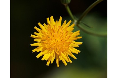 Diente de León (Taraxacum officinale)