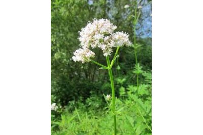 Valeriana