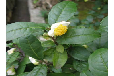 Propiedades y Beneficios del Te Verde (Camellia Sinensis)