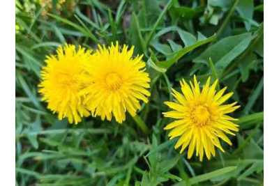 Diente de León (Taraxacum officinale)