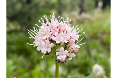 Valeriana