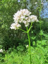 Valeriana